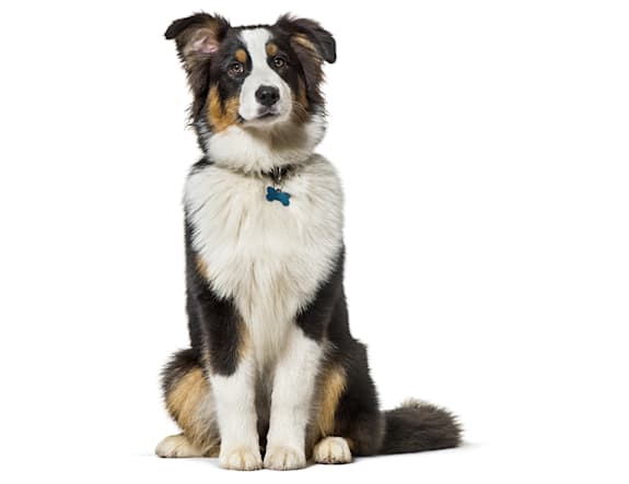 New Dog Owner's Guide