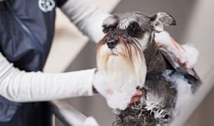 Dog Grooming Tips