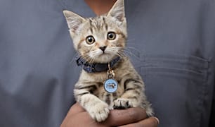 New Cat & Kitten
