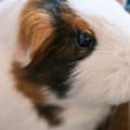 Summer Pet Safety: Heatstroke Prevention Tips for Small Pets