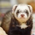Common (but Strange) Ferret Behaviors