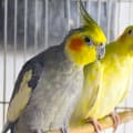 Tips for Socializing Birds
