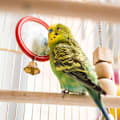 Why Birds Molt & How to Help Them | Petco