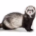 Ultimate Ferret Care: Food, Habitat, Health & Behavior Guide