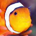 Nitrates in Saltwater Aquariums