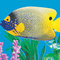  Best Saltwater Fish for Beginners