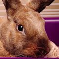 How to Tell If a Bunny Is Happy: Signs & Health Tips