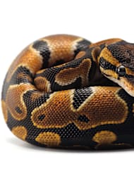 Ball Python Care Guide