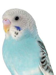 Parakeet Care: Complete Guide