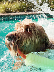 How to Cool Down Your Dog and Avoid Heatstroke