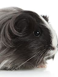 Understanding Guinea Pig Sounds & Body Language