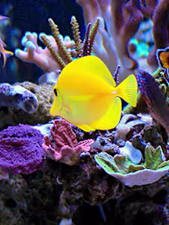 Setting Up a Saltwater Aquarium