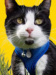 How to Get Rid of Fleas on Cats