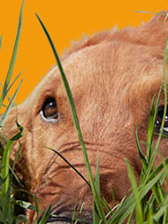 Dog Fleas: Prevent, Treat & Eliminate Fleas – Ultimate Guide
