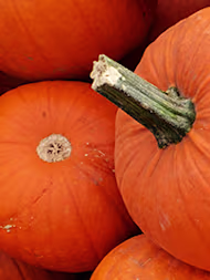 Can Dogs Eat Pumpkin?