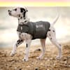 petco anxiety vest