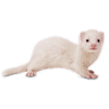 petco ferret price