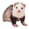 petco ferret price