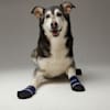 petco dog leg brace