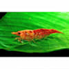 frozen mysis shrimp petco