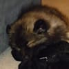 snuggle puppy petco