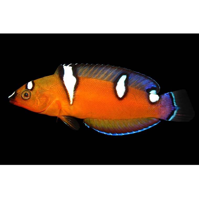 red coris wrasse care