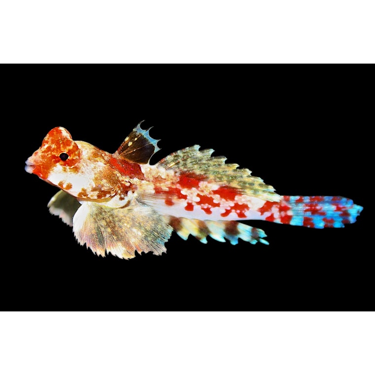 red scooter blenny care