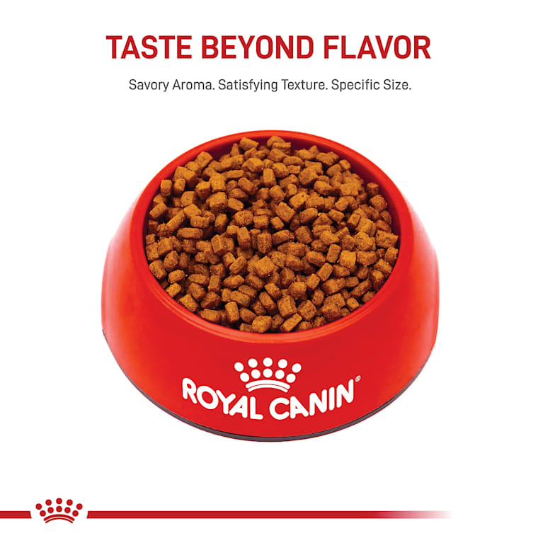 royal canin chihuahua 3 kg