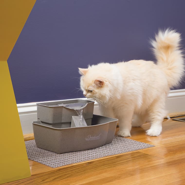 water fountain for cats petco