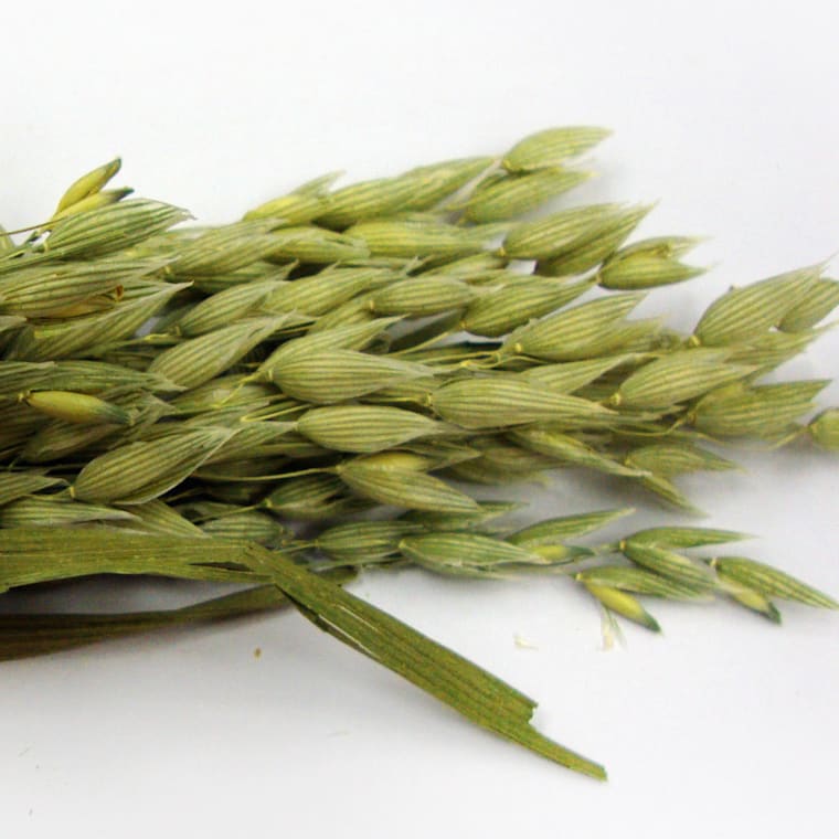 oat sprays for hamsters