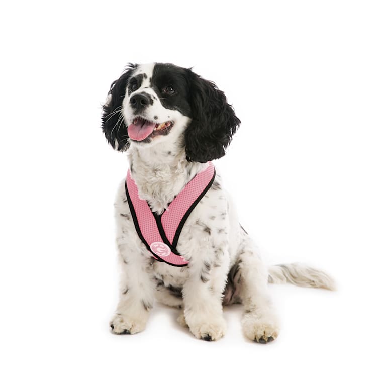 gooby step in dog harness