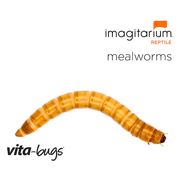 Vita-Bugs Small Mealworms- 1000 Count 