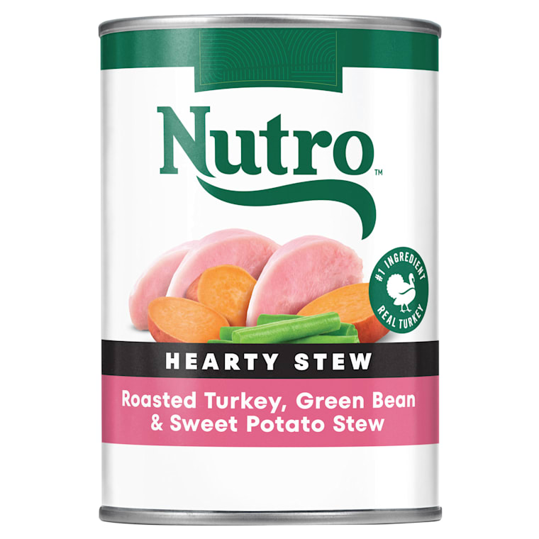 retired boston terriers for sale