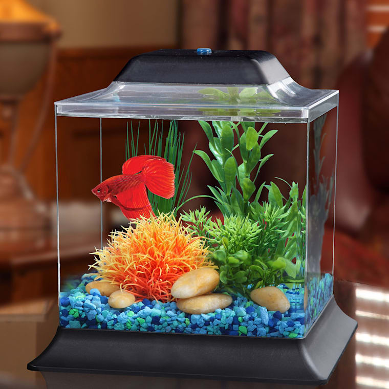 4 betta fish tank