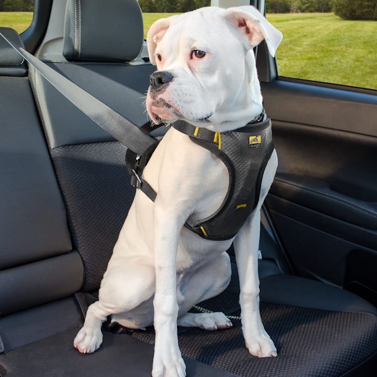 vehicle harness for dogs