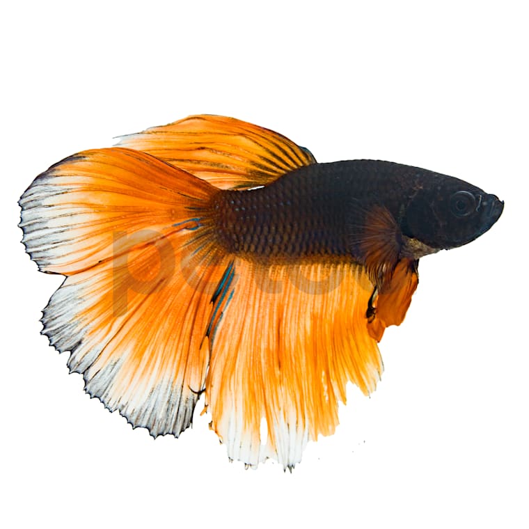 betta fish toys petco
