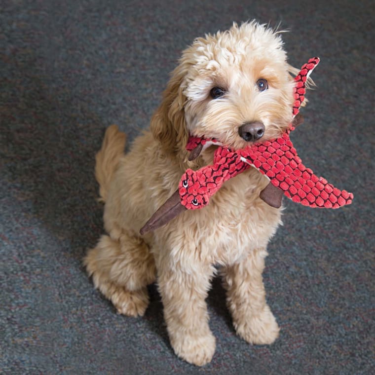 kong dinosaur dog toy