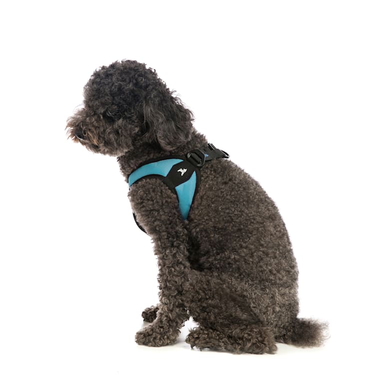 gooby easy fit harness small