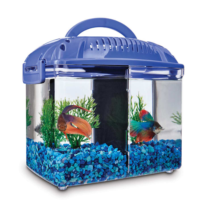 betta fish and other fish in one tank