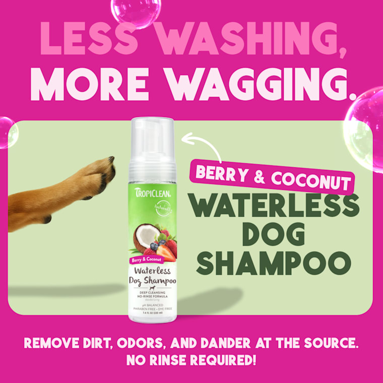 dog mite shampoo petco