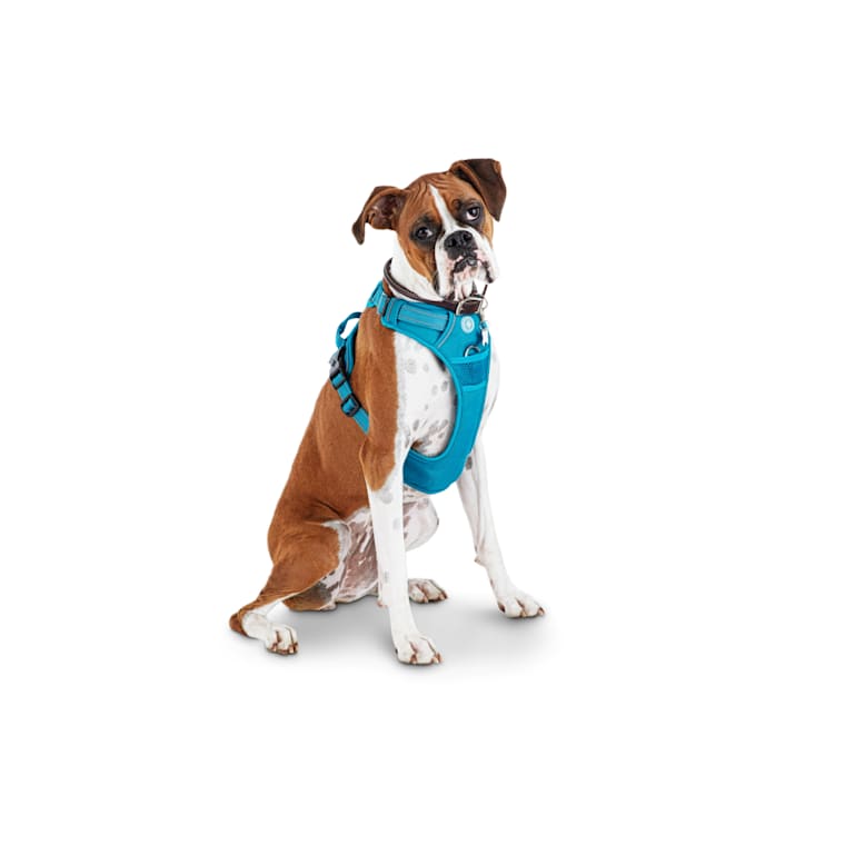 navy blue dog harness