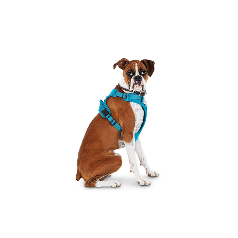 service dog vest harness petco