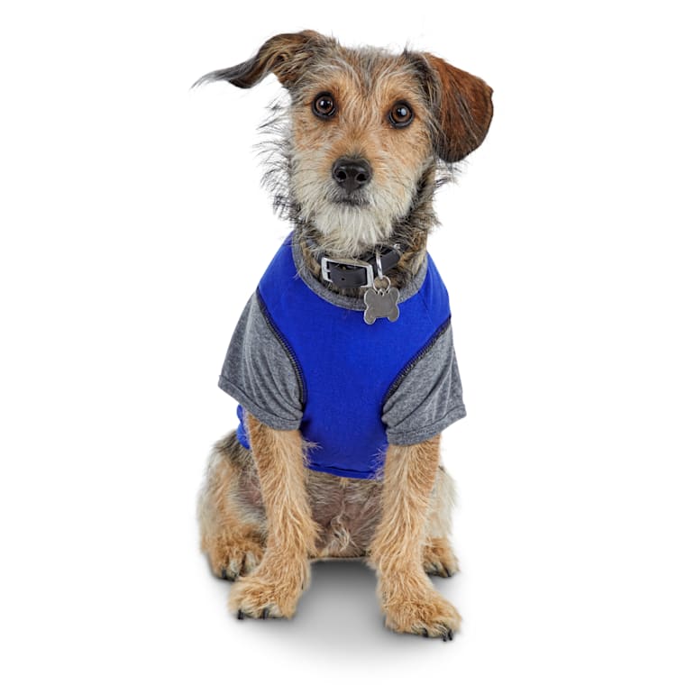 dog belly band petco