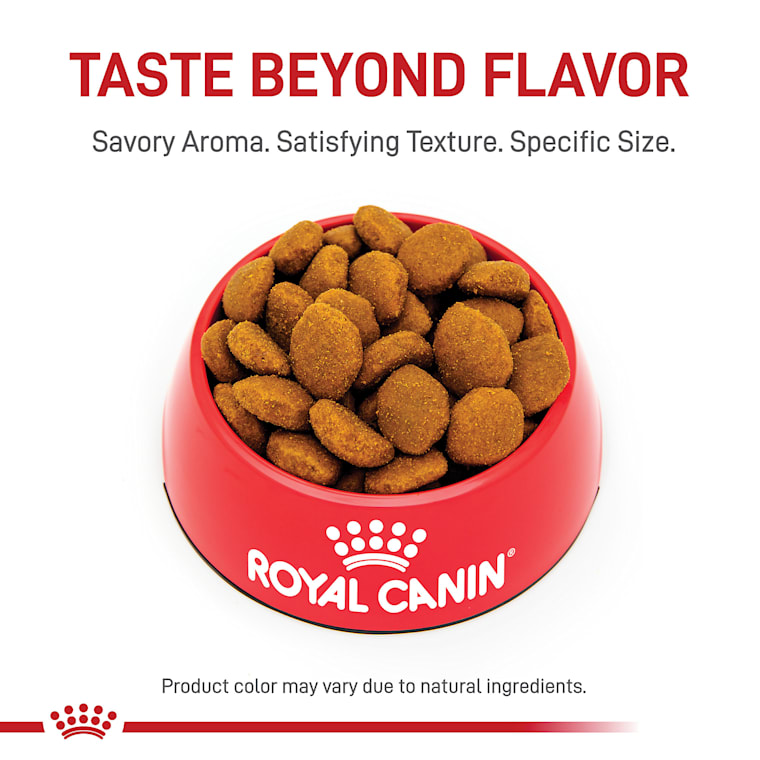 royal canin great dane puppy food