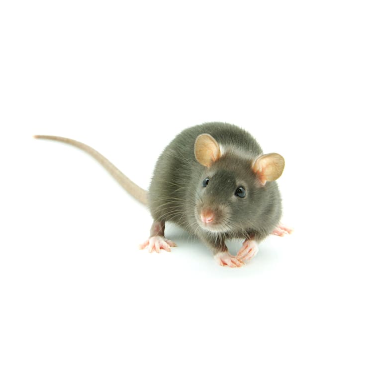 Live Pet Rats for Sale | Petco