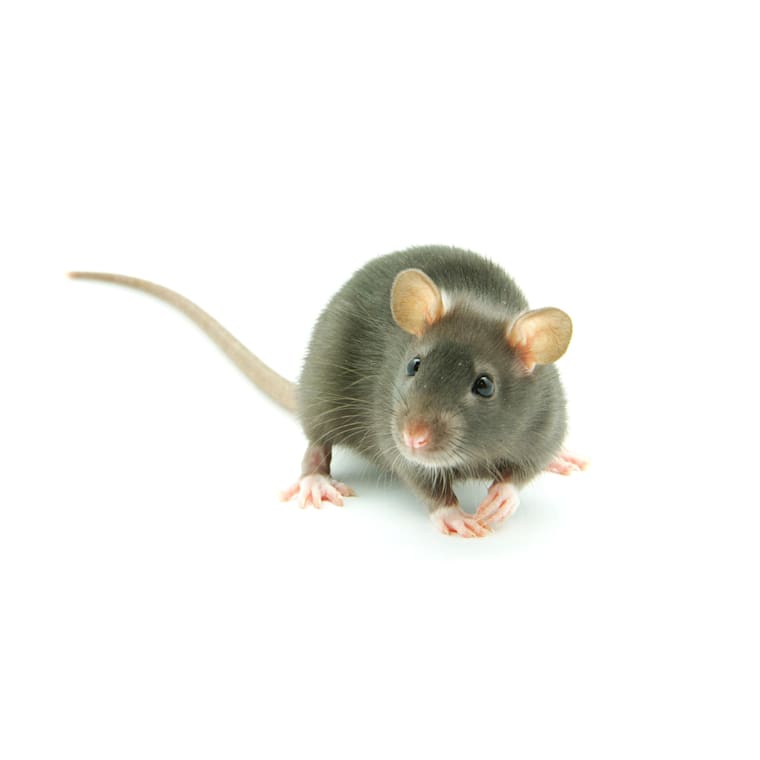 baby mice for sale near me