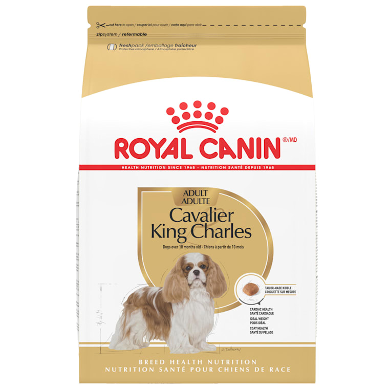 cavalier royal canin