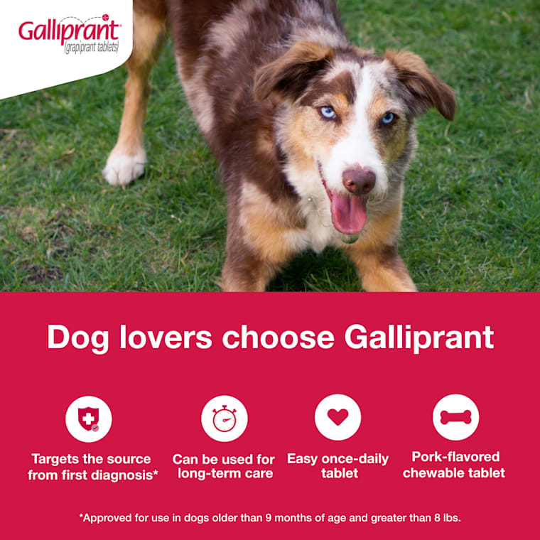 galliprant tablets for dogs
