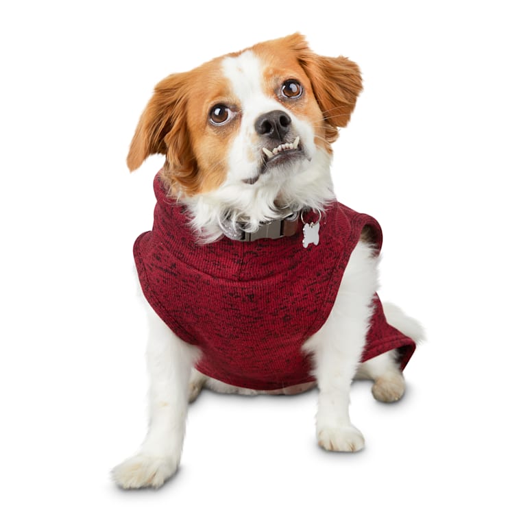 Reddy Burgundy Turtleneck Dog Sweater X Small Petco