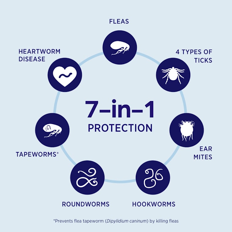 revolution plus orange for cats